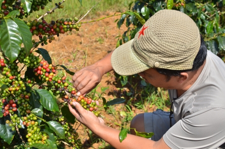 Male farmer hand picking arabica coffee berries in red and green on its branch tree at plantationのeditorial素材