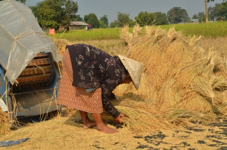 Pakse, Laos -  October 2013 - Female farmer gathering havested rice paddy on to the ground to dry them upのeditorial素材