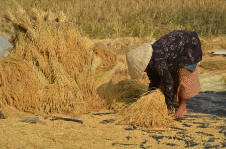 Female farmer gathering havested rice paddy on to the ground to dry them upの写真素材