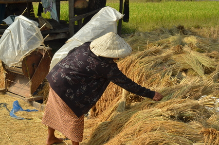 Female farmer gathering havested rice paddy on to the ground to dry them upのeditorial素材