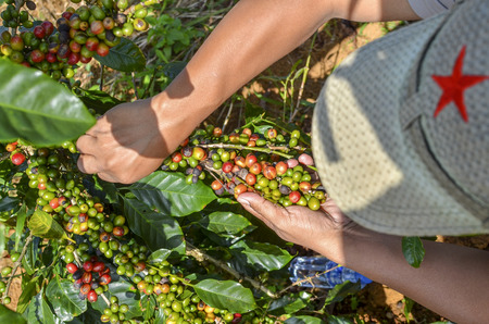 Male farmer hand picking arabica coffee berries in red and green on its branch tree at plantationのeditorial素材