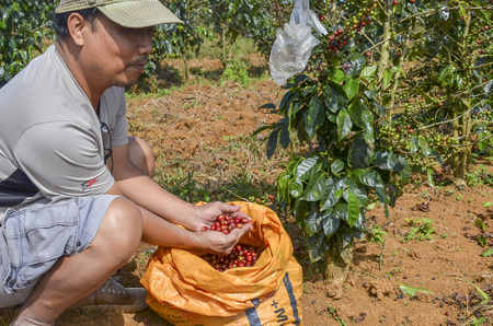 Male farmer with a sack of red arabica coffee berries hand picking at coffee plantationのeditorial素材