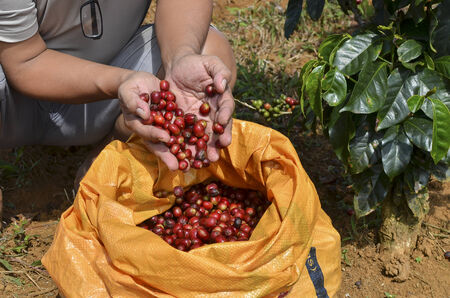 Farmer with a sack of red arabica coffee berries hand picking at coffee plantationのeditorial素材