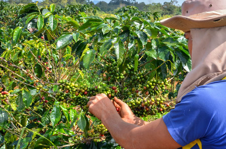 Paksong, Laos - October 28, 2013 - Male farmer with a basket of red arabica coffee berries hand picking at coffee plantationのeditorial素材