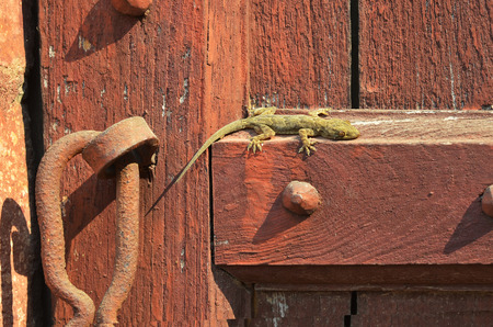 Gecko on ancient Brown wooden doorのeditorial素材