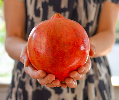Hands holding Red pomegranate fruit の写真素材