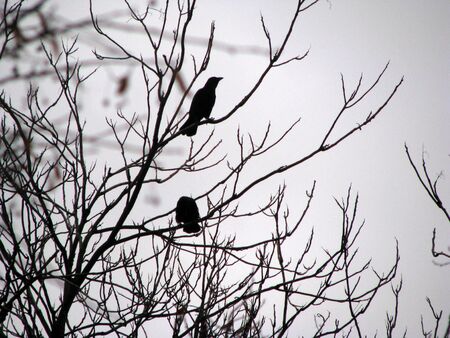 Rooksの写真素材