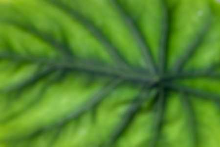 Defocused abstract background of taro leavesの写真素材