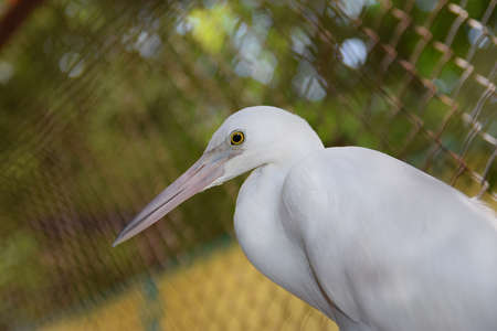 Great white heronの写真素材