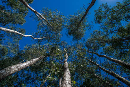Abstract background of trees seen from belowの写真素材