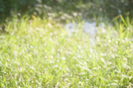 abstract urban background with blurred green grass in gardenの写真素材