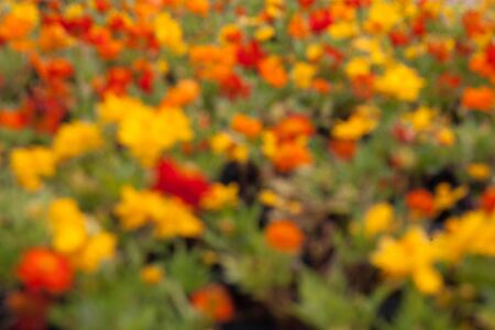 abstract urban background blurred with star ship flower in gardenの写真素材