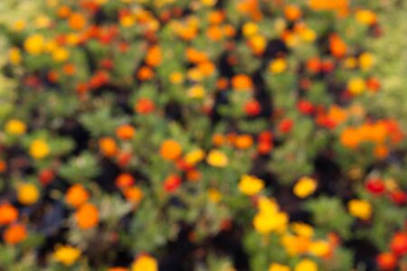 abstract urban background blurred with star ship flower in gardenの写真素材