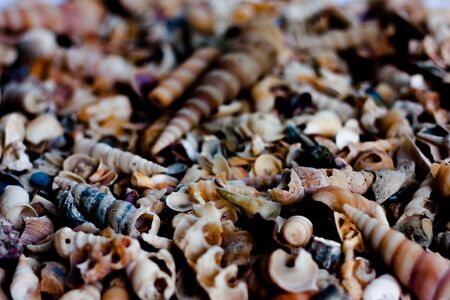 close up shellsの写真素材