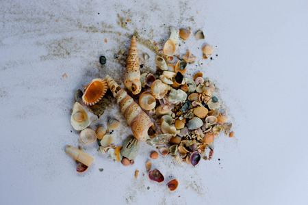 shells on white backgroundの写真素材