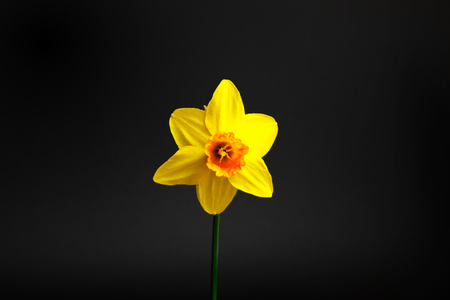 yellow spring flowers on black backgroundの写真素材