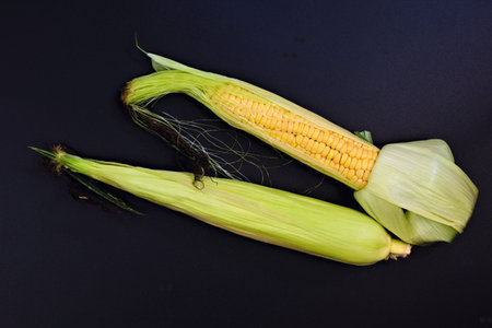 Real harvest Organic corns in husk on black background