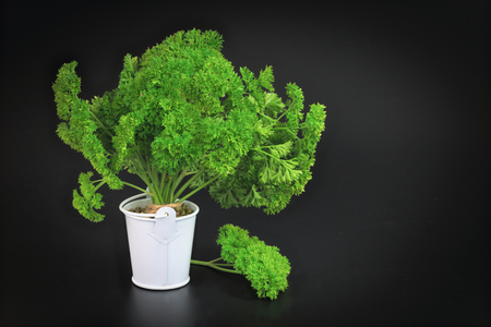 Organic vegetable parsley on black background with copy spaceの写真素材