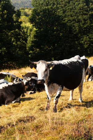 Organic  Cattle Race bovine cow in mountain fields on  summer afternoonの写真素材