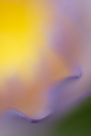 Abstract photo of water lily flowerの写真素材