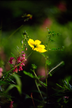 Silde film photo of a yellow flower in a park の写真素材