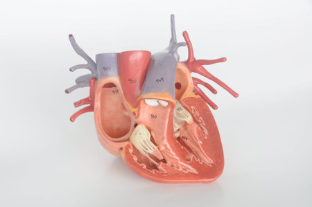 human heart model