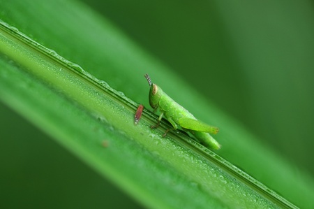 close up to grasshopperの写真素材