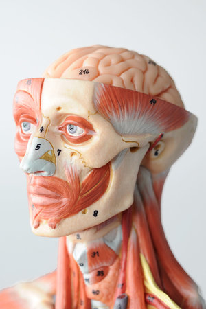 anatomy of head human muscle model