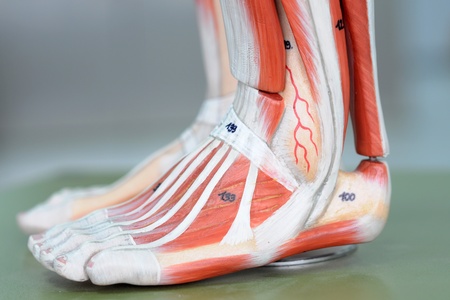 anatomy of human muscle modelの写真素材