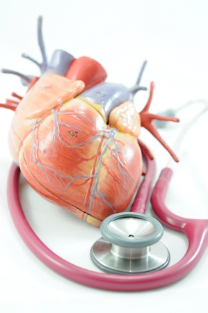 human organs and stethoscope の写真素材