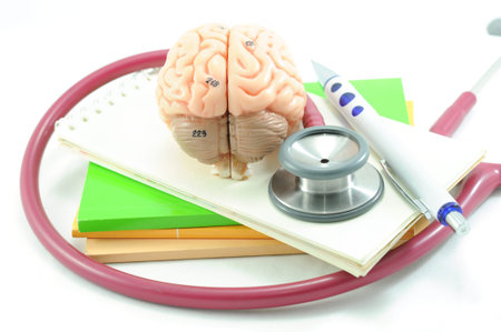 human organs and stethoscope 