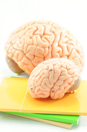 brain on the bookの写真素材