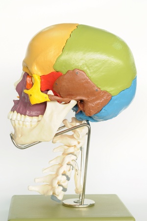 close up to human skull の写真素材