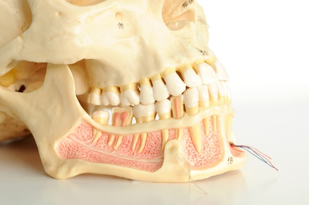 close up to human skull の写真素材