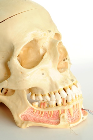 close up to human skull の写真素材