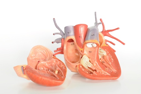 human heart modelの写真素材