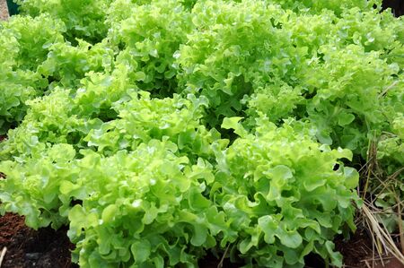 lettuceの写真素材