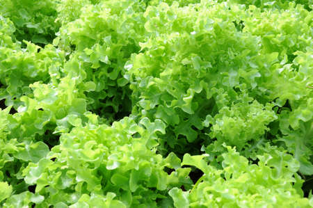 lettuceの写真素材