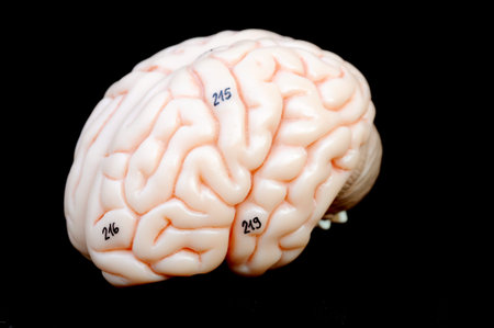 close up to human brain anatomy 