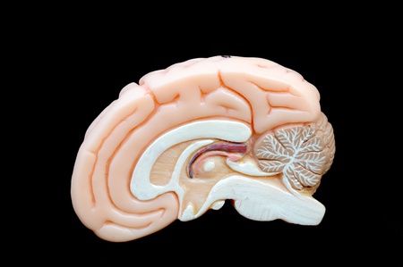 close up to human brain anatomy の写真素材