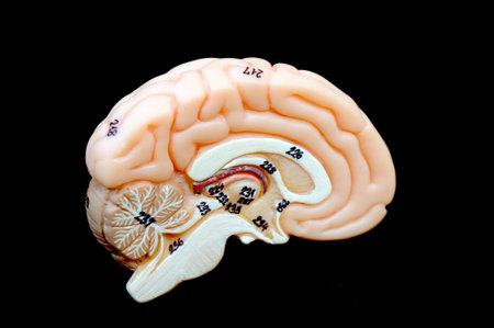 close up to human brain anatomy 