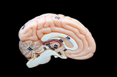 close up to human brain anatomy 