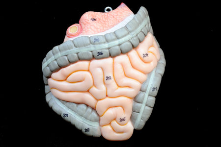 human intestine 