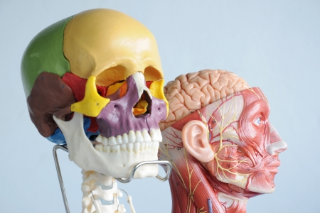 head anatomy modelの写真素材