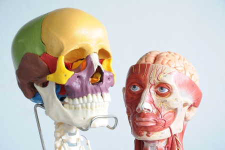 head anatomy modelの写真素材