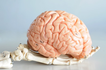 brain and handの写真素材