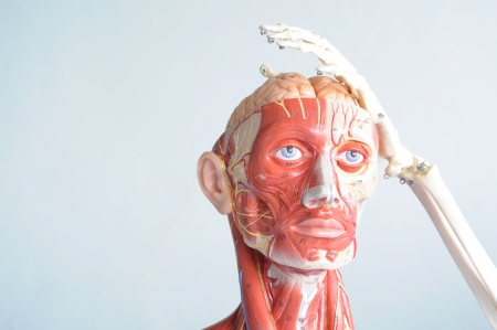 head anatomy and hand bone の写真素材