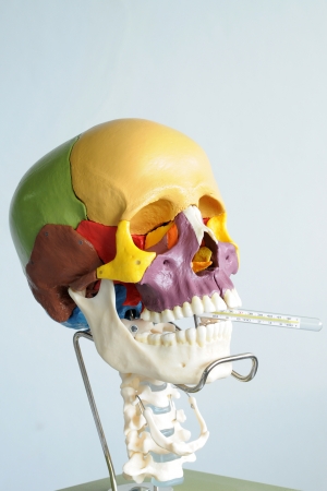 close up to human skullの写真素材