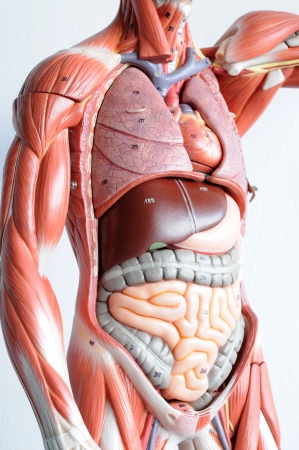 human anatomy human anatomy
