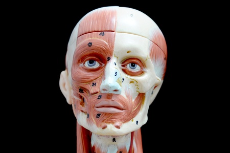 face human muscleの写真素材